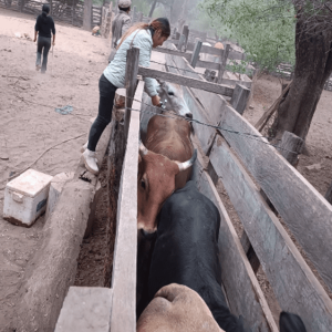 ASISTENCIA TECNICA VETERINARIA 1