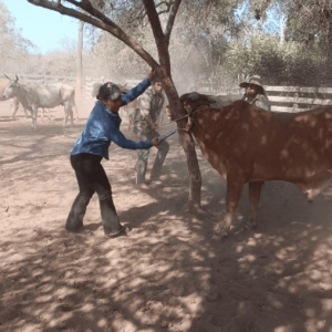 ASISTENCIA TECNICA VETERINARIA 3