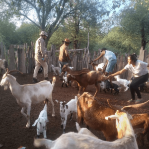 ASISTENCIA TECNICA VETERINARIA 5