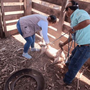 ASISTENCIA TECNICA VETERINARIA 9