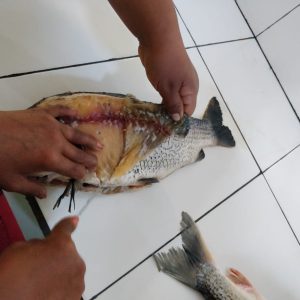Capacitación transformación y conservación del pescado 15
