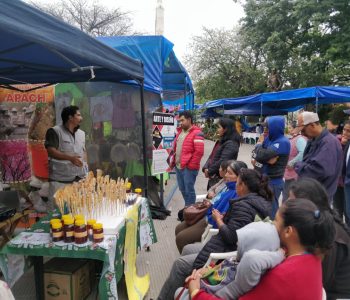 DIA MUNDIAL DE LA ABEJA 7