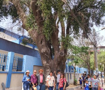 EL ARBOL MAS VIEJO 2
