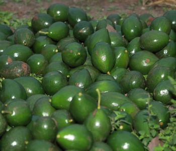 PRODUCTORES-ESTAN-PREPARADOS-PARA-EXPONER-EN-LA-FERIA-DE-LA-PALTA-Y-SUS-DERIVADOS-DEL-DOMINGO-8