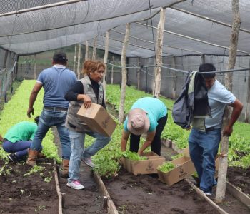 SERAGRO INICIA LA SEGUNDA FASE DE FORTALECIMIENTO A LA PRODUCCIÓN HORTÍCOLA